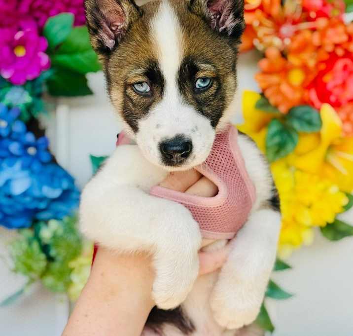 Photo of Zephyr