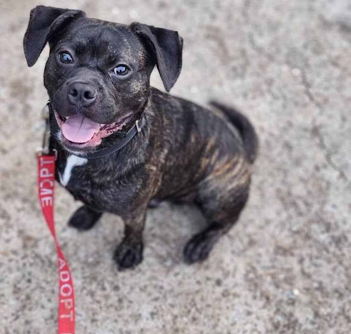 Photo of Rusty