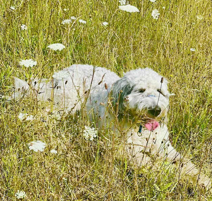 Photo of Clover