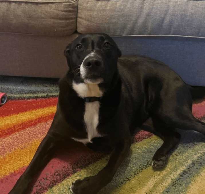 Photo of Abby