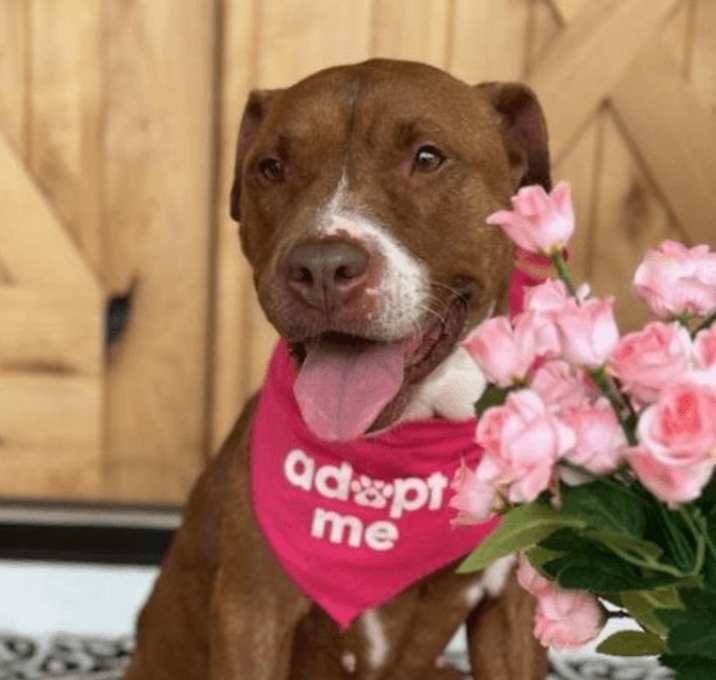 Photo of Ruby