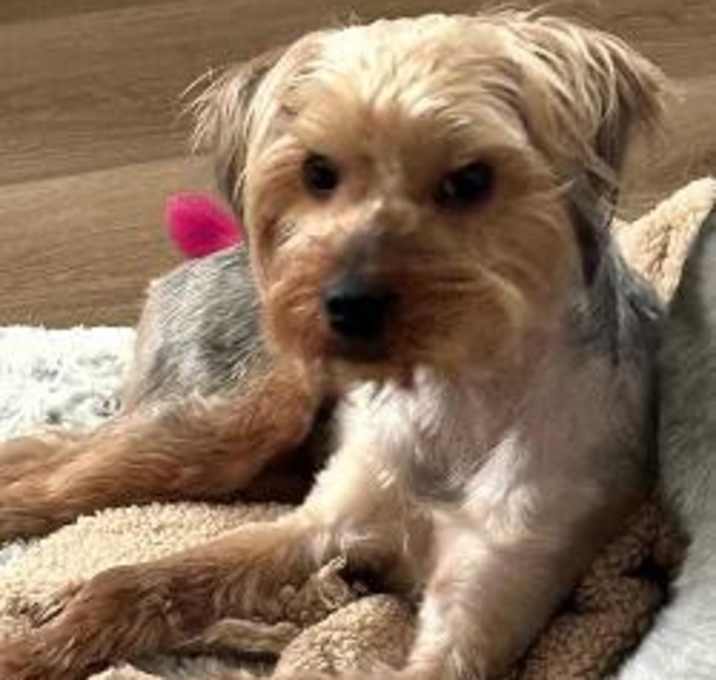 Photo of Rocco
