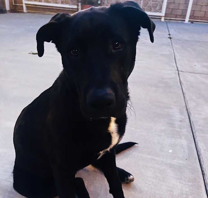 Photo of Buddy