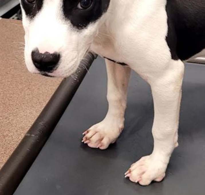 Photo of Onyx