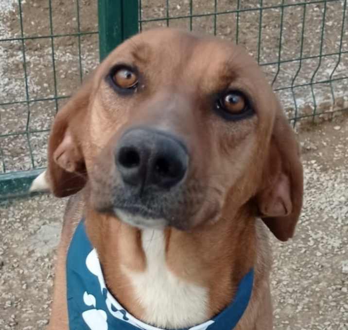 Photo of NOVA (Turkey) kt - Tripaw
