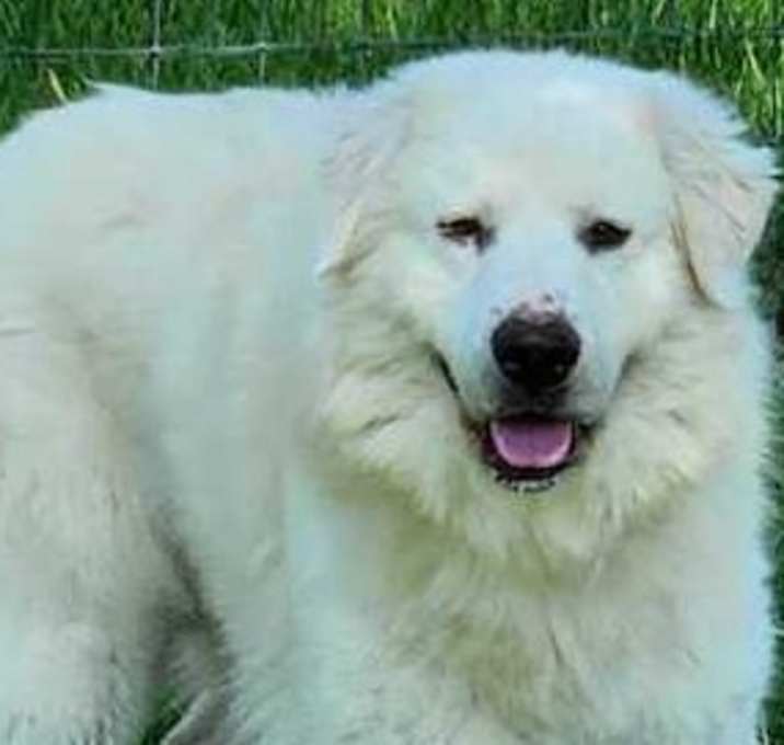 Photo of Chief