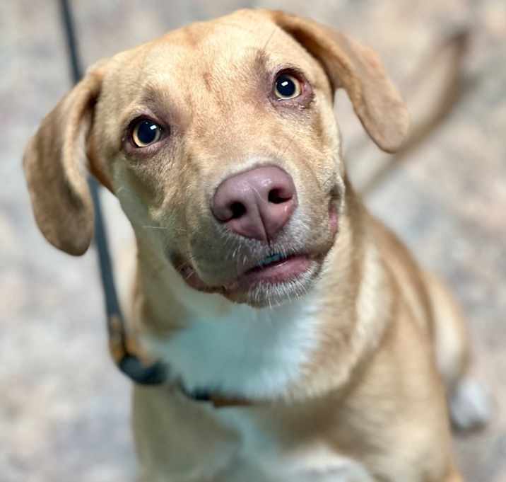 Photo of Boomer