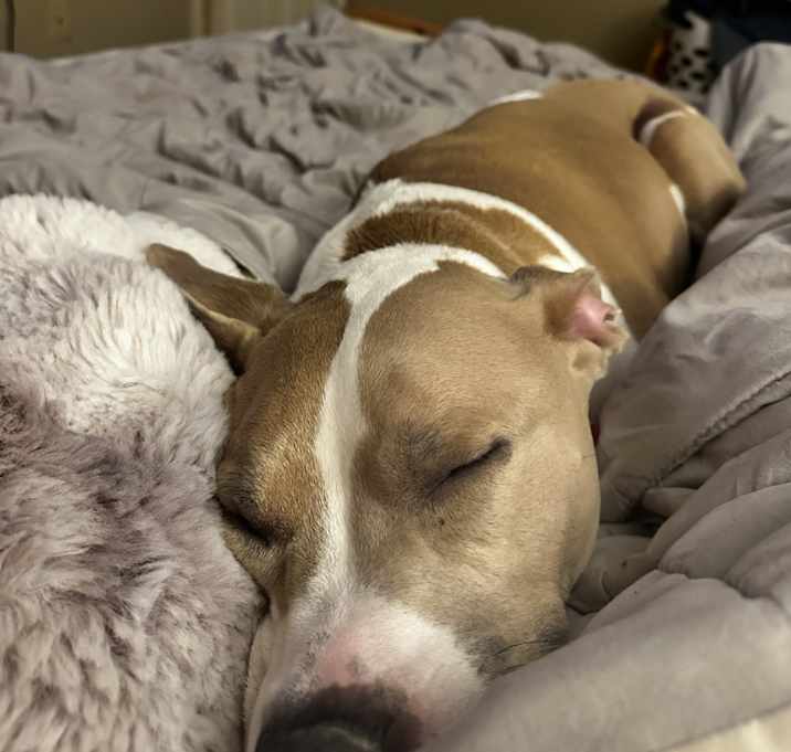 Photo of Dixie