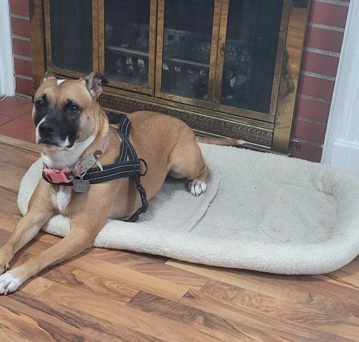 Photo of Bella