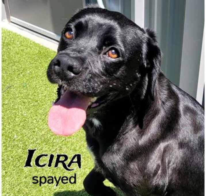 Photo of Icira