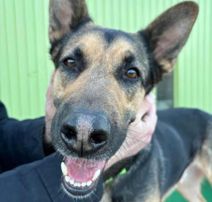 Photo of Hank