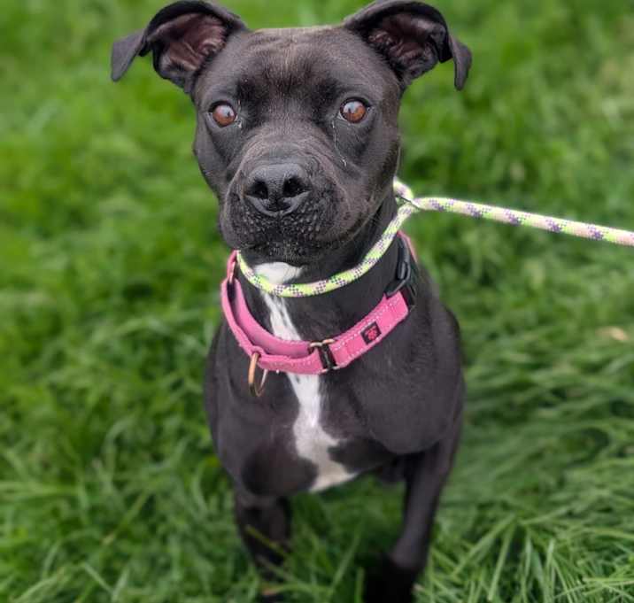 Photo of Watson