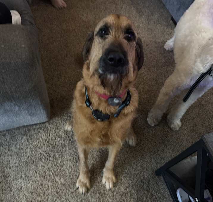 Photo of Buster