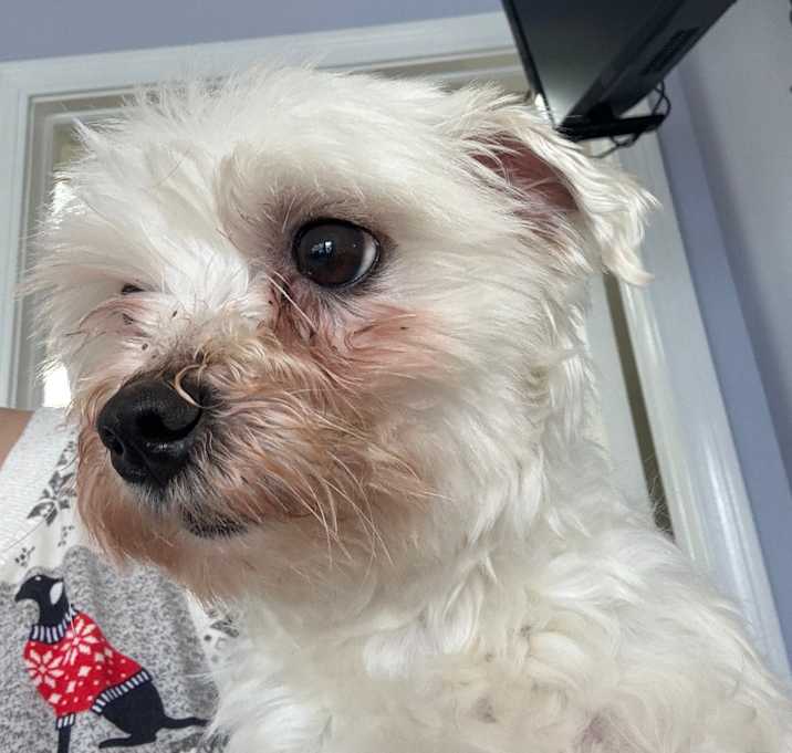 Photo of Petey