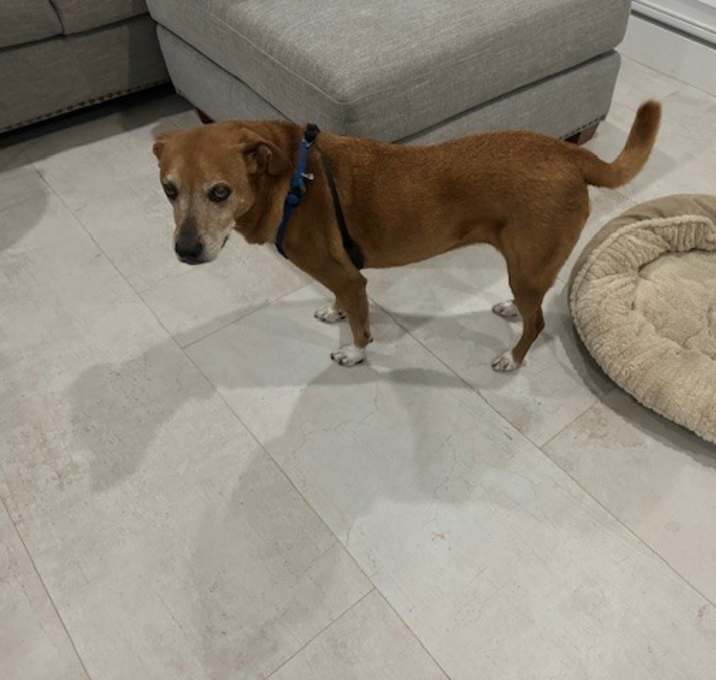 Photo of Penny