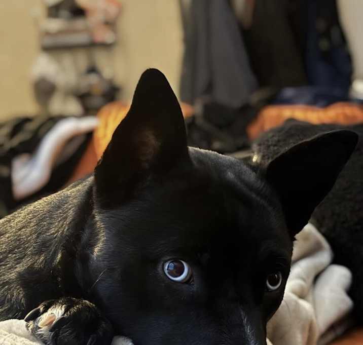 Photo of Rogue