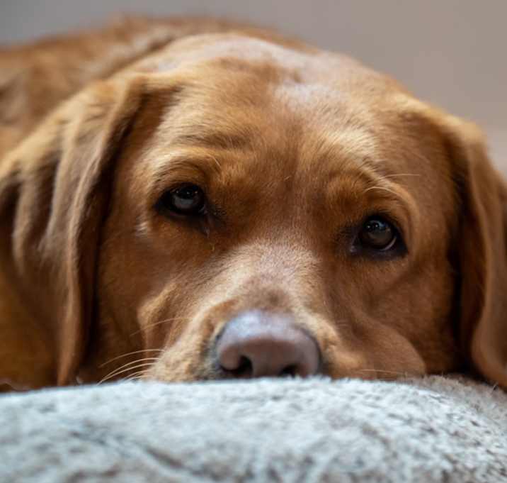 Photo of Copper