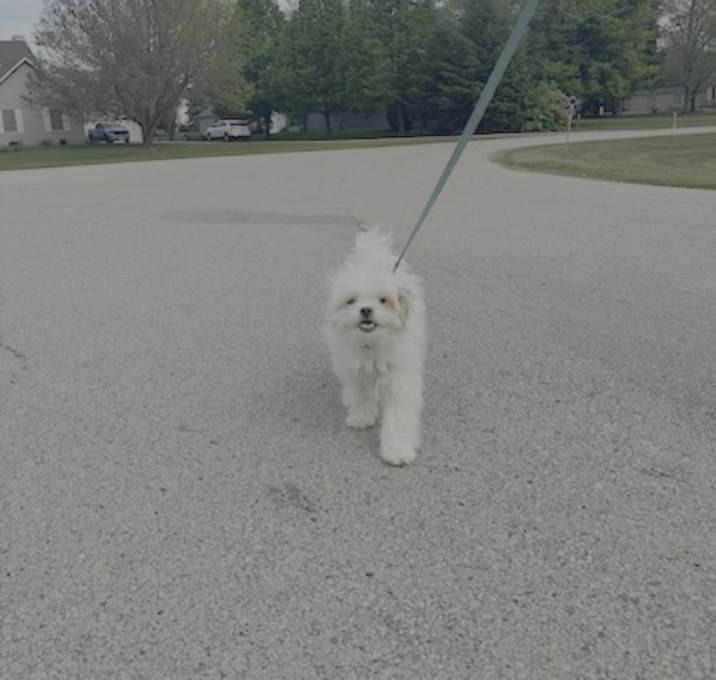 Photo of Rosie