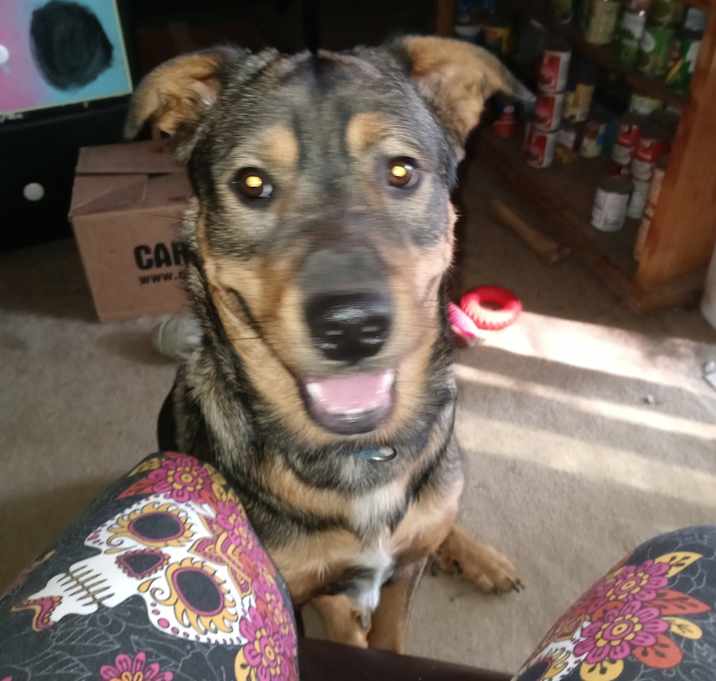 Photo of Khelev (dog in Hebrew)