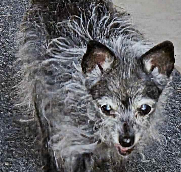 Photo of DILLY