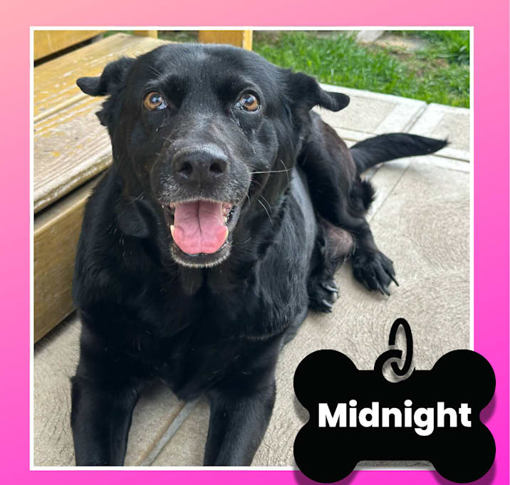 Photo of Midnight