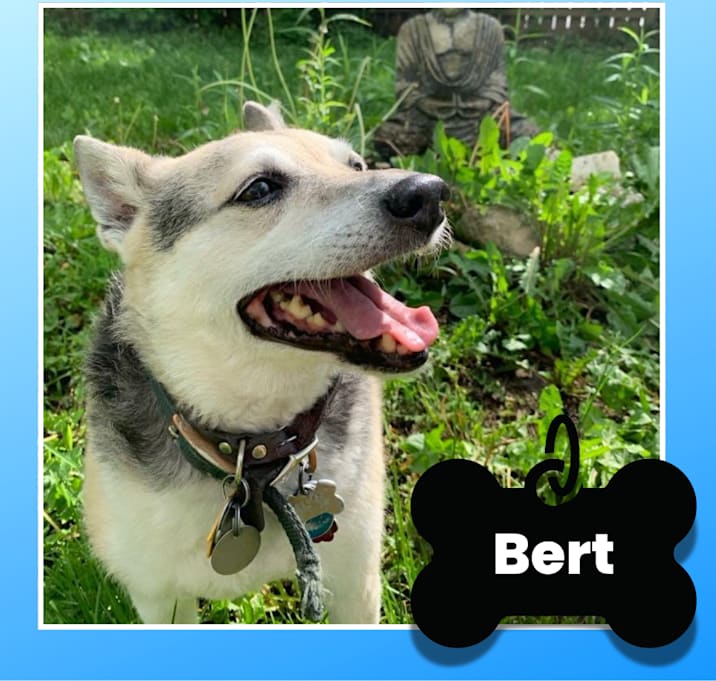 Photo of Bert