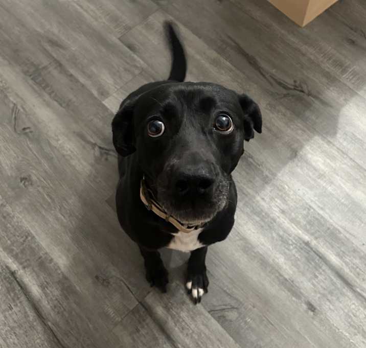 Photo of Oreo