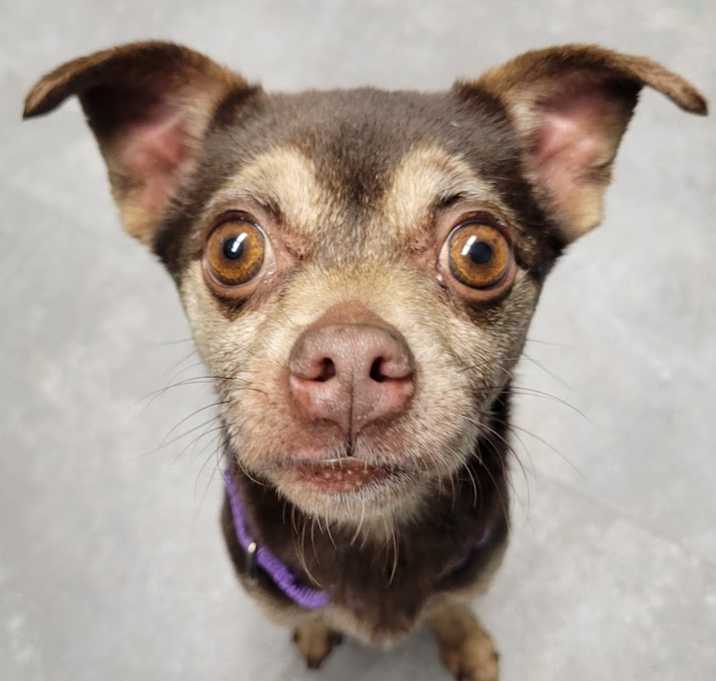 Photo of Cocoa
