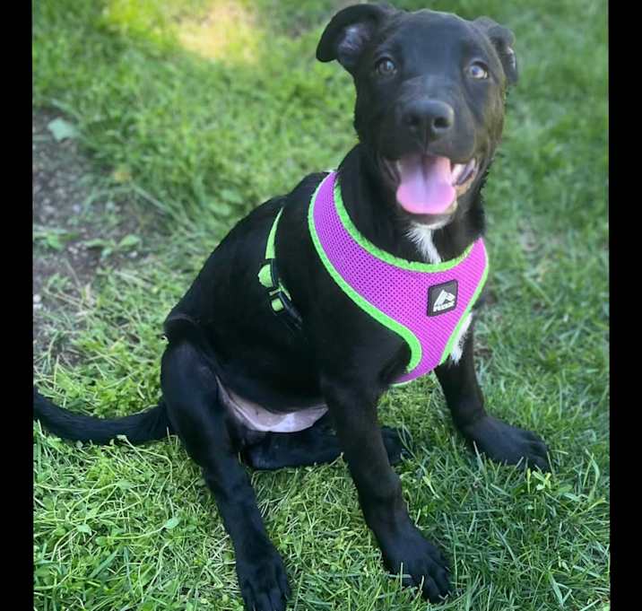 Photo of Mira