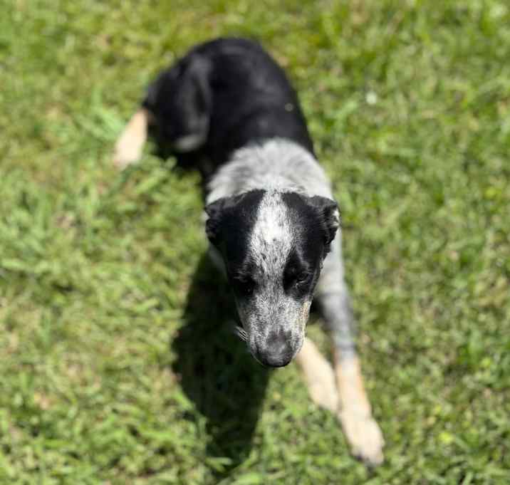 Photo of Remi