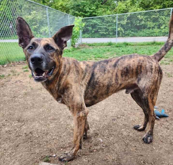 Photo of Dingo