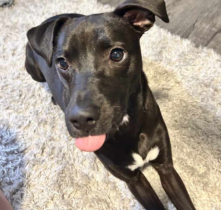 Photo of Bella