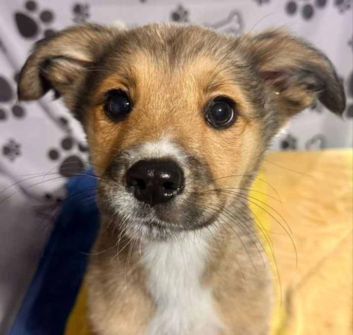 Photo of Nixon (NY-Lia)