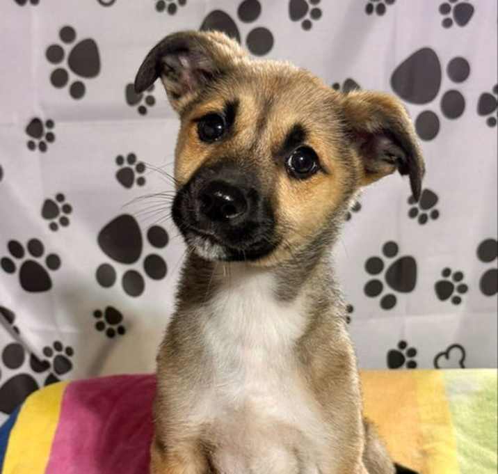 Photo of Nala (NY-Lia)
