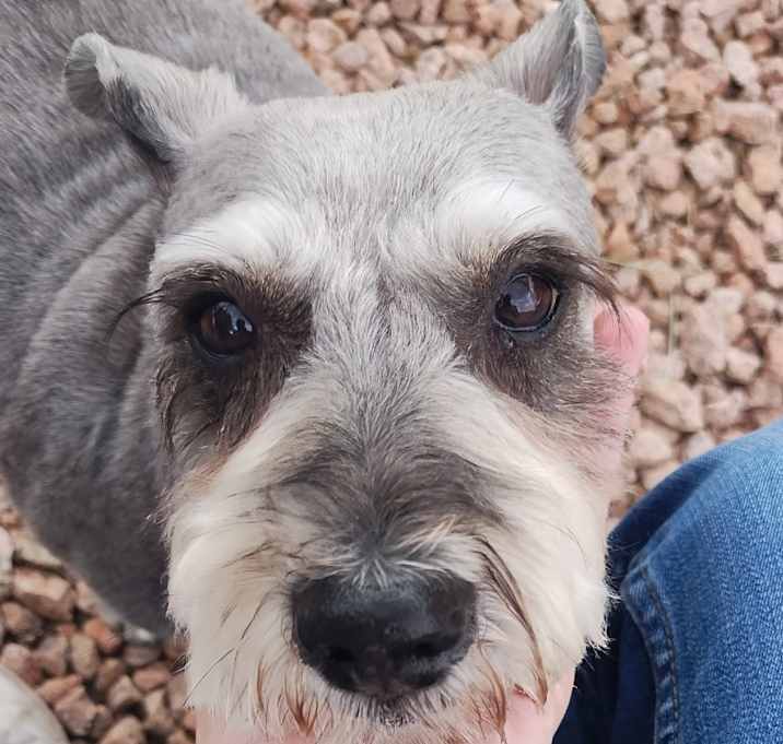 Photo of Roxy 