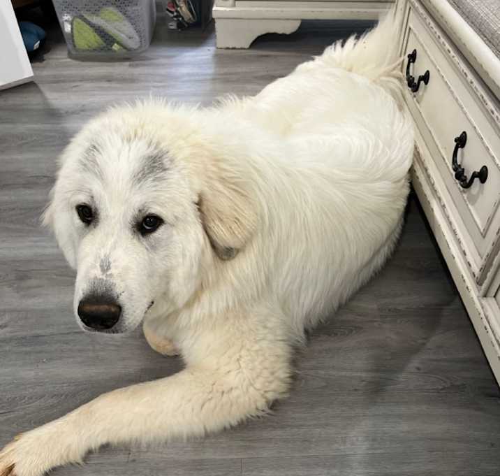 Photo of Gunner