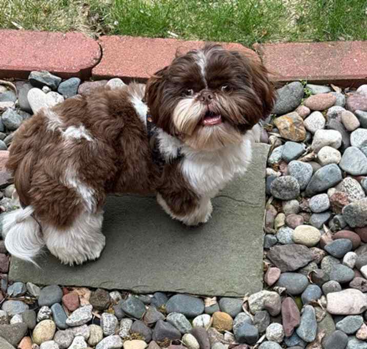 Photo of ROMEO pending