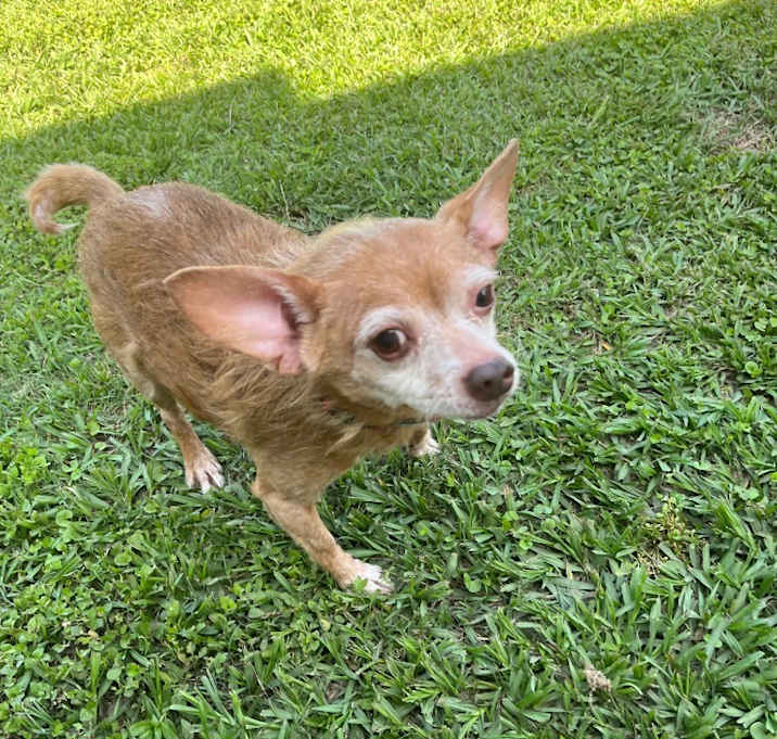 Photo of Rueger aka Simba