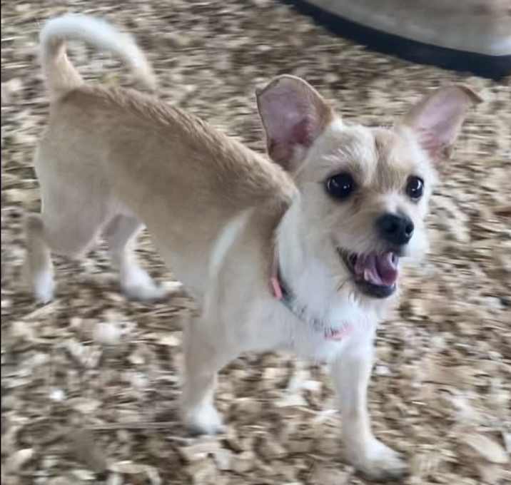 Photo of Coco