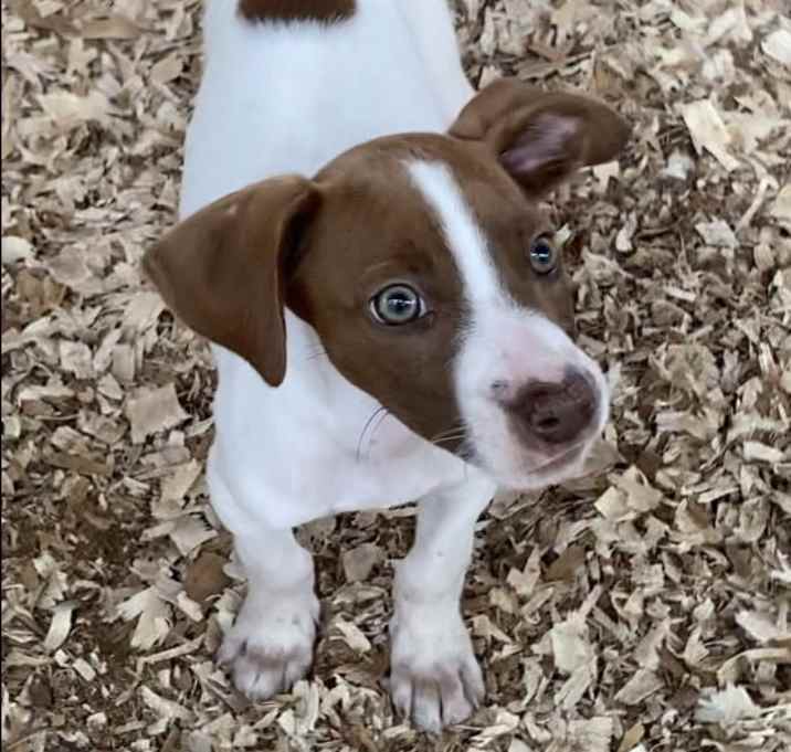 Photo of Pogo