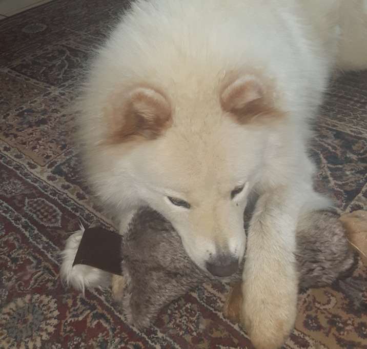 Photo of Rex