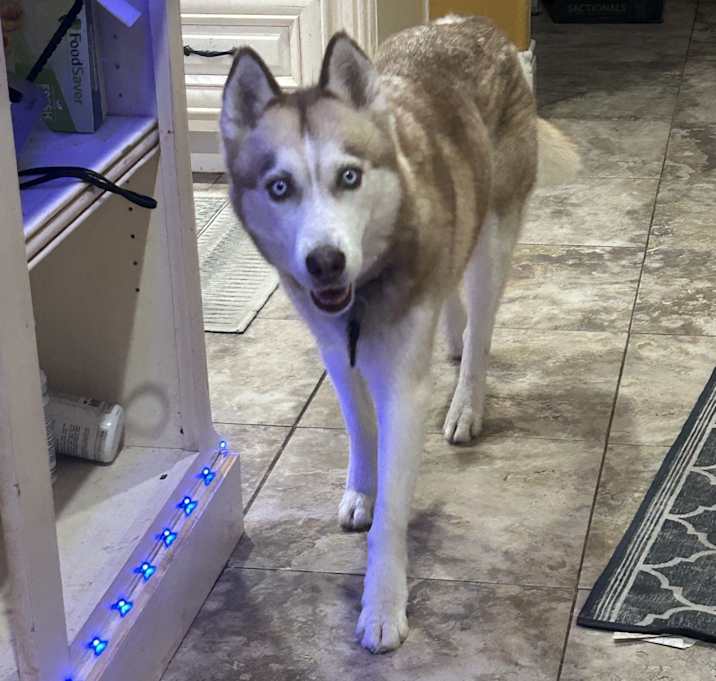 Photo of Kona