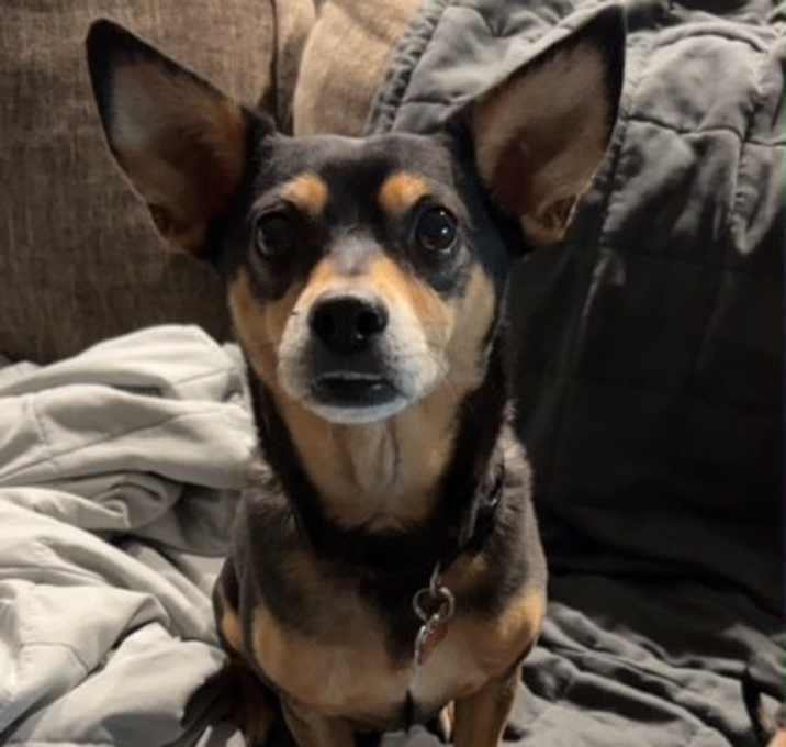 Photo of Rocky