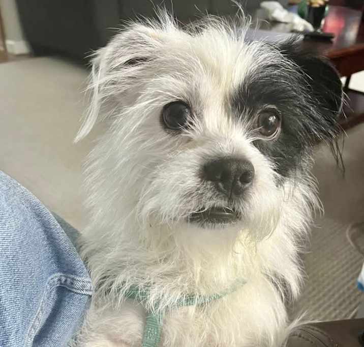 Photo of Bandit