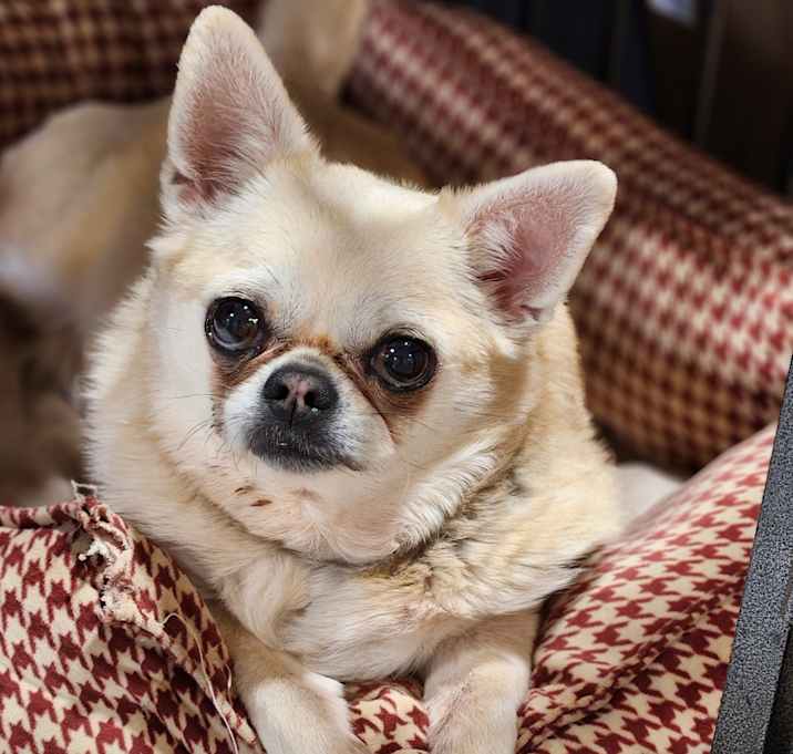 Photo of Joey