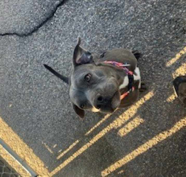 Photo of Wren