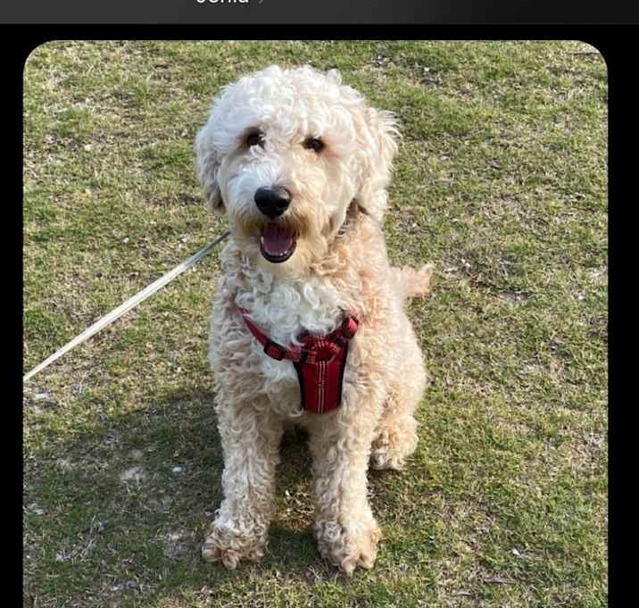 Photo of Codi