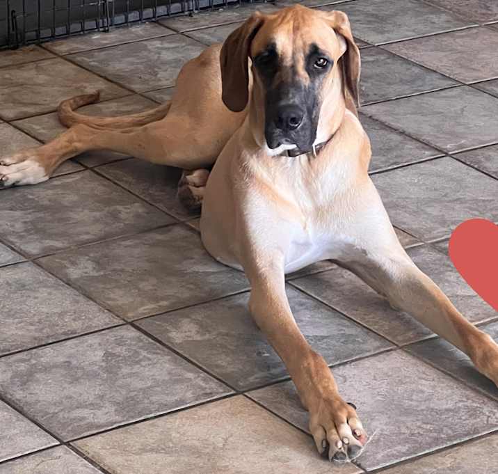 Photo of Duke
