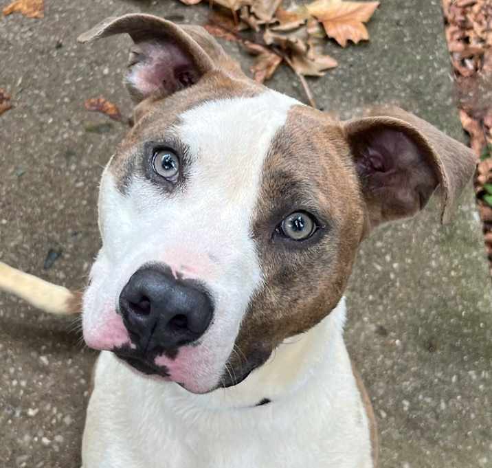 Photo of Dexter