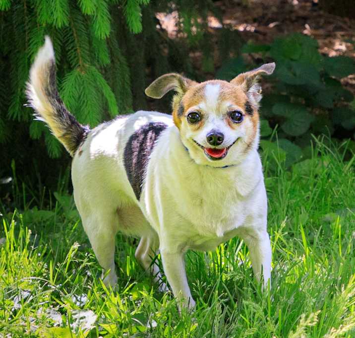 Photo of Petunia